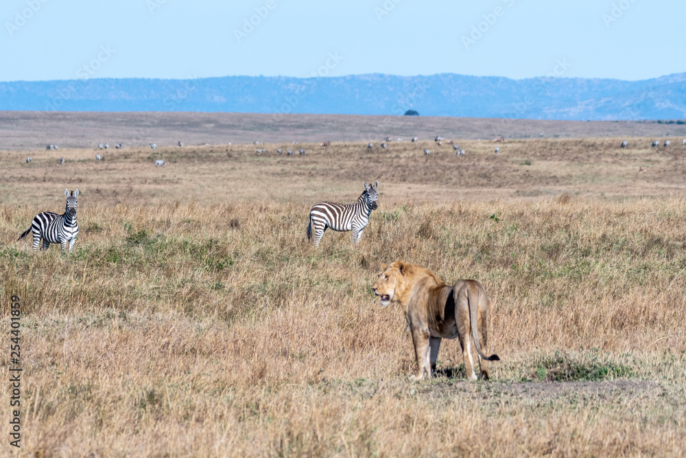 Zebras standing little far from lion in Maasai Mara Zebras standing little far from lion in Maasai Mara