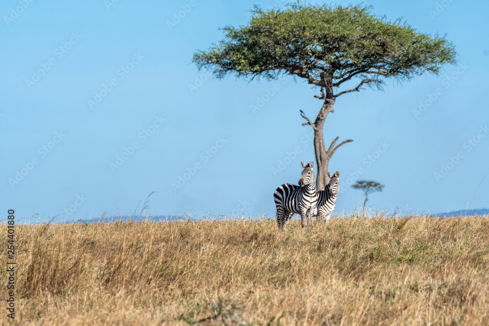 Fototapeta premium Zebras looking up for predators while feeding grass under a tree in Maasai Mara