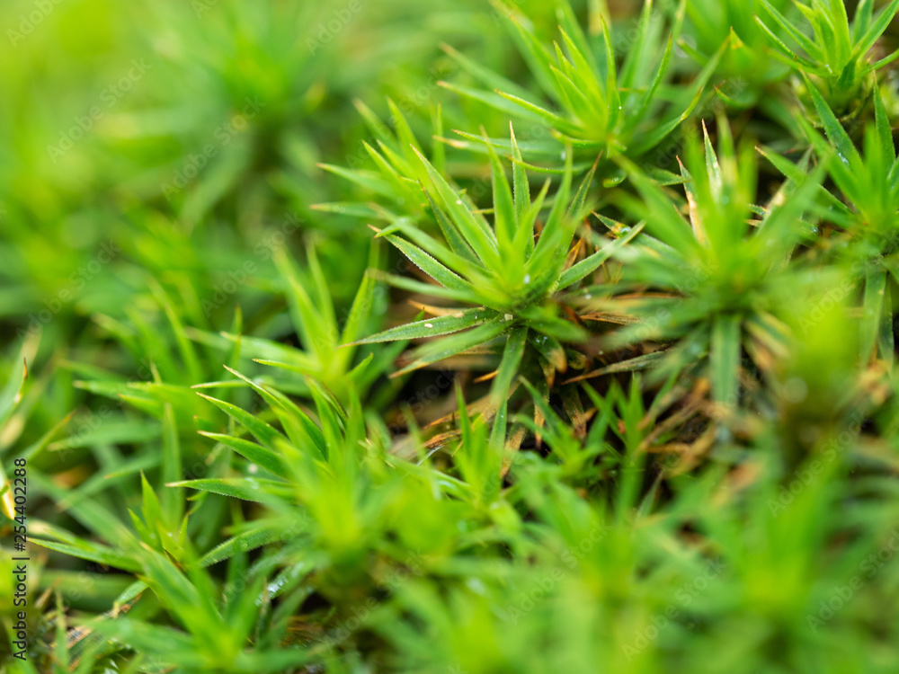 Green Green