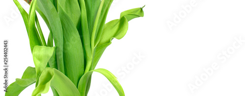 Tulip leaves isolated on white background