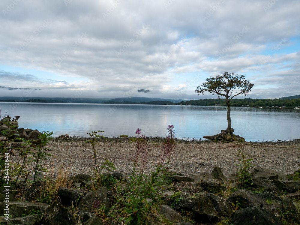 tree at a beautiful lake (loch lomond) with mountain in the background