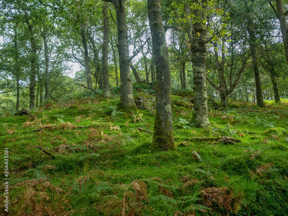 Obraz premium green forest with many ferns