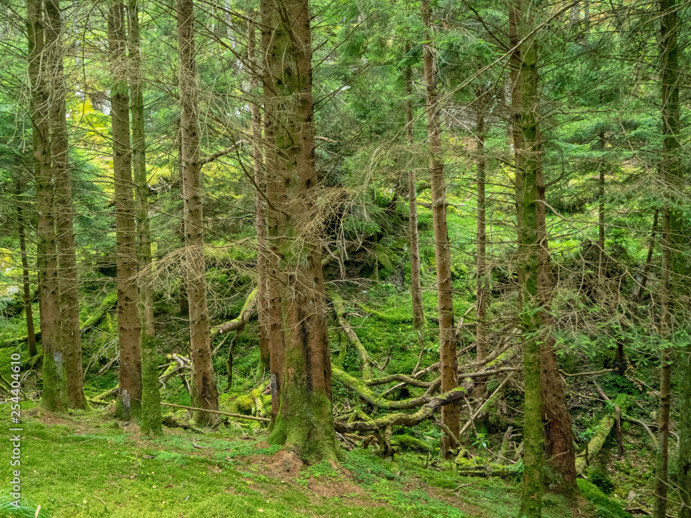 green forest with many tree trunks green forest with many tree trunks