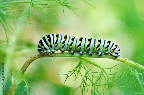 Black Swallowtail Caterpillar © macropixel