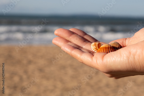 Shells on the beach. Seashells in woman's hand. Collecting empty shells, taking shells from the beach concept.