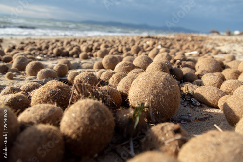 Posidonia Oceanica, fuzzy algal sea balls, funny kiwi like balls on Mallorca beaches photo