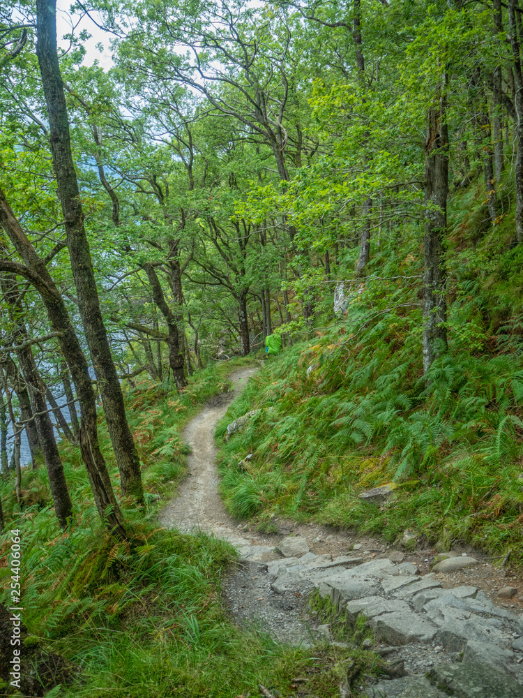 Fototapeta premium hiking path through a green forest