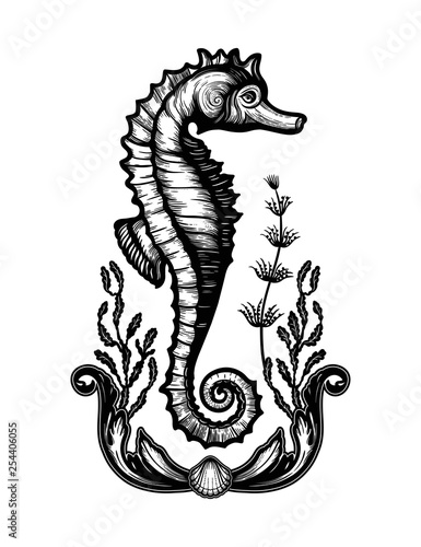Hand drawn seahorse with sea plants. Vintage vector illustration.
