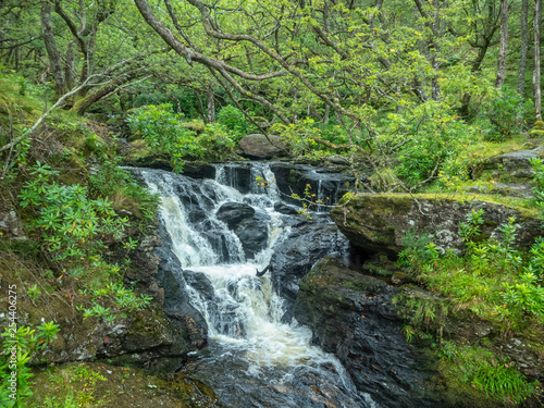 Fototapeta Naklejka Na Ścianę i Meble -  little waterfall in a green forest