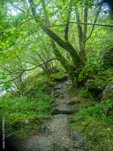 hiking path through a green forest