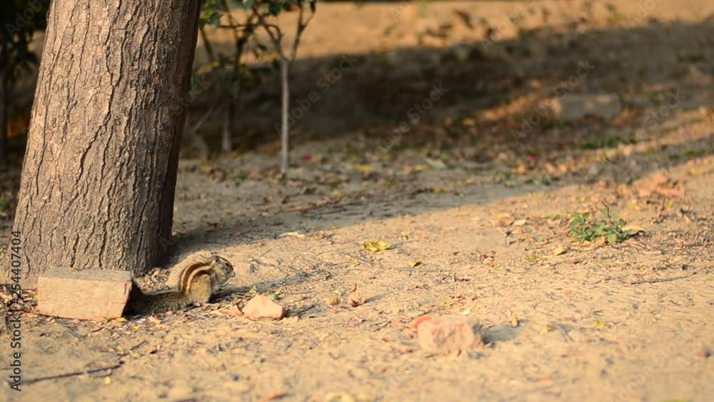 Chipmunks, squirrels picks peanuts in a park in Delhi, India Chipmunks, squirrels picks peanuts in a park in Delhi, India
