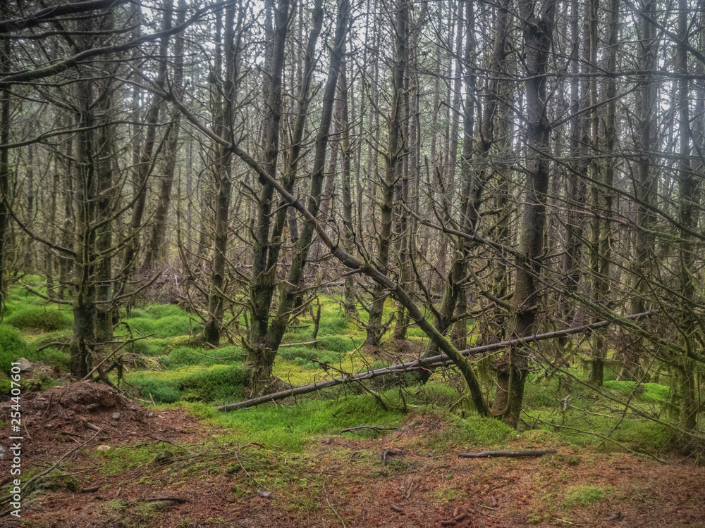 forest with trees without any leaves forest with trees without any leaves