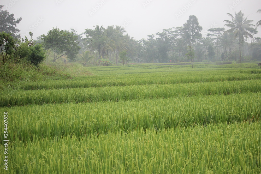 Paddy farm Rice agriculture growth plant rural countryside  in Indonesia