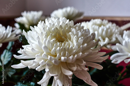 White chrysanthemums. Bud, petals, bouquet. White chrysanthemums are spherical in shape with a green core on a blurred background. Russia, Moscow, holiday, gift, mood, nature, flower, plant, bouquet, 