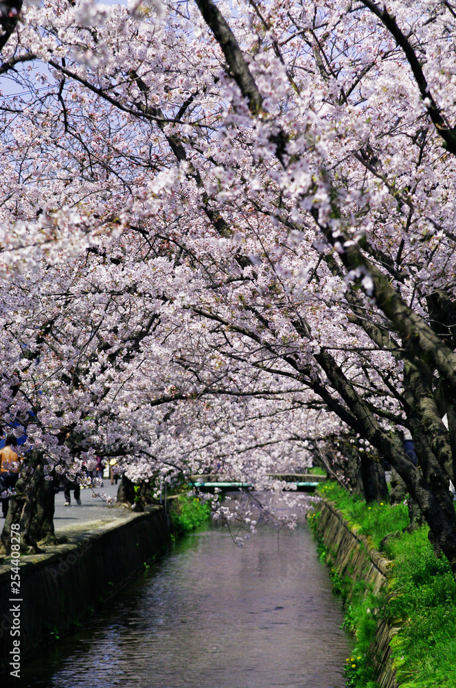 Scientific name is Cerasus ×yedoensis (Matsum.) Masam. & Suzuki ‘Somei-yoshino. Scientific name is Cerasus ×yedoensis (Matsum.) Masam. & Suzuki ‘Somei-yoshino.