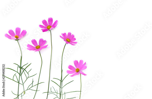 Pink flowers cosmos on a white background with space for text. Top view, flat lay © Anastasiia Malinich