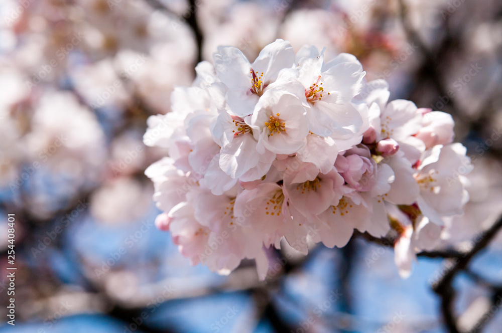 Fototapeta premium Scientific name is Cerasus ×yedoensis (Matsum.) Masam. & Suzuki ‘Somei-yoshino.