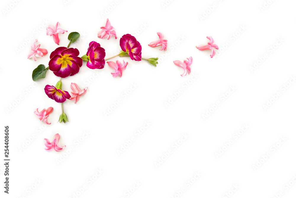 Beautiful flowers magenta primrose and pink hyacinths ( Hyacinthus ) on a white background with space for text. Top view, flat lay