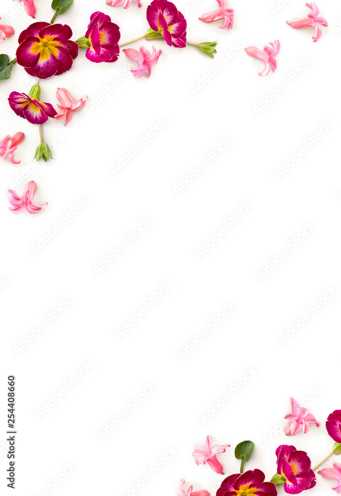 Beautiful frame of flowers magenta primrose and pink hyacinths ( Hyacinthus ) on a white background with space for text. Top view, flat lay