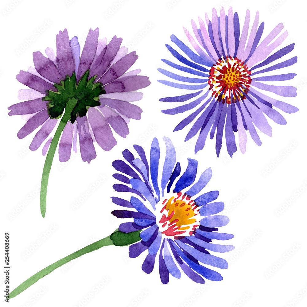 Obraz premium Blue violet asters floral botanical flowers. Watercolor background set. Isolated aster illustration element.