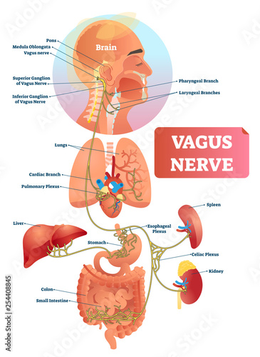 Vagus nerve vector illustration. Labeled anatomical structure and location. photo