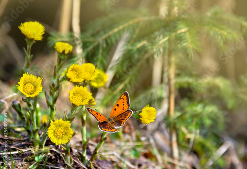 Orange butterfly with black dots scarce copper on yellow flowers coltsfoot ( Tussilago farfara, tash plant, coughwort, farfara ) in spring forest in sun light photo