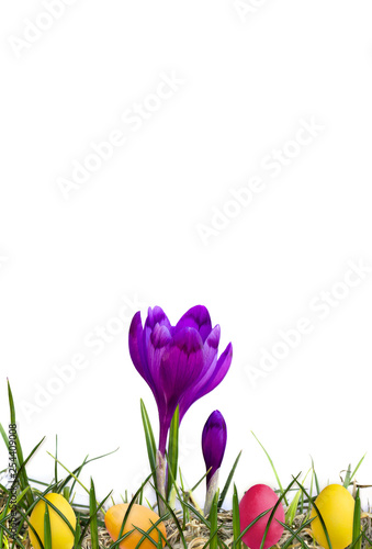 Fototapeta Naklejka Na Ścianę i Meble -  Easter decoration. Beautiful flowers violet crocuses, grass and colored easter eggs on a white background with space for text