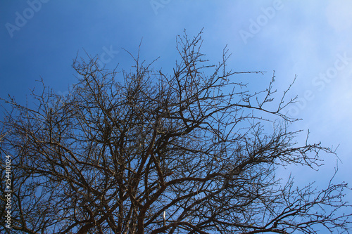 Old tree with long branches in the blue sky