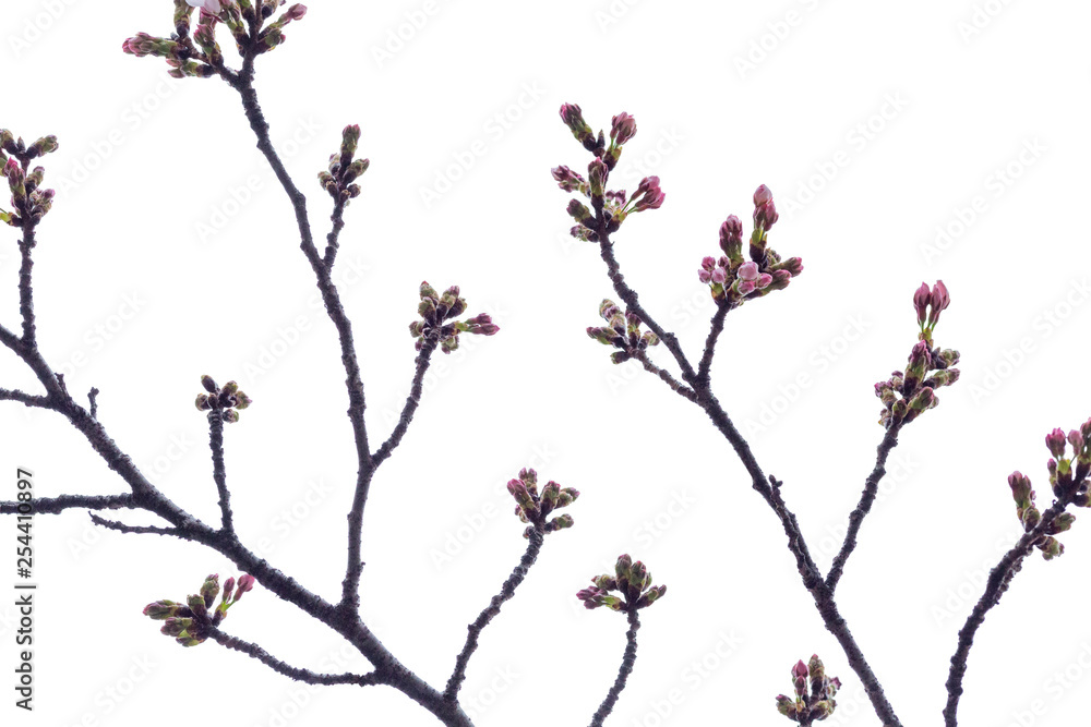 Sakura branch with unopened buds, isolated on white background Sakura branch with unopened buds, isolated on white background
