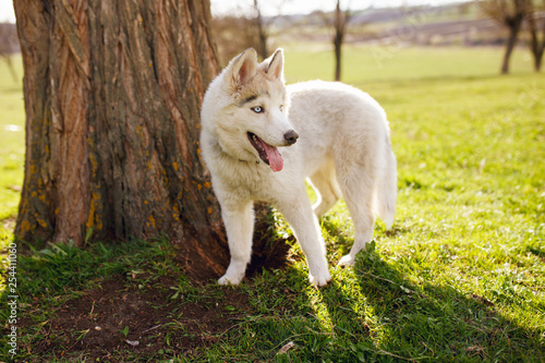 Funny husky dog stands beside the tree  with his tongue hanging out  on a green grass background.