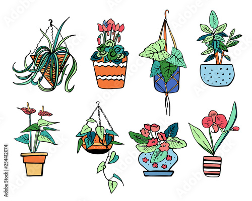 Houseplants in hanging flowerpots and pots. Vector hand drawn outline color sketch illustration