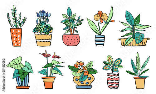 Houseplants in flowerpots. Vector hand drawn outline color sketch illustration