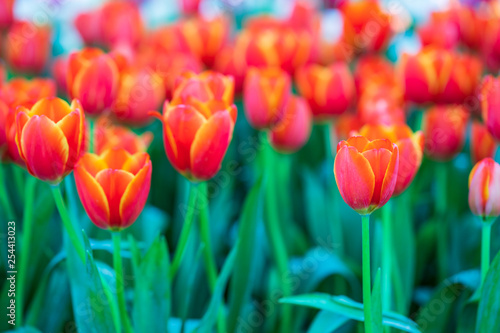 Red tulips in garden