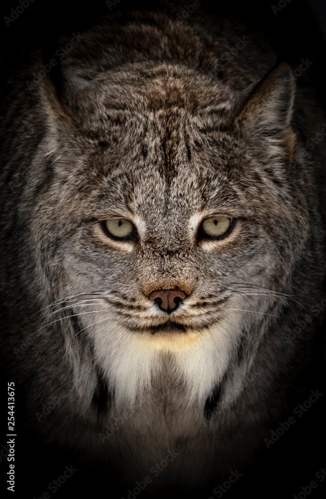 portrait of a bobcat with black background portrait of a bobcat with black background