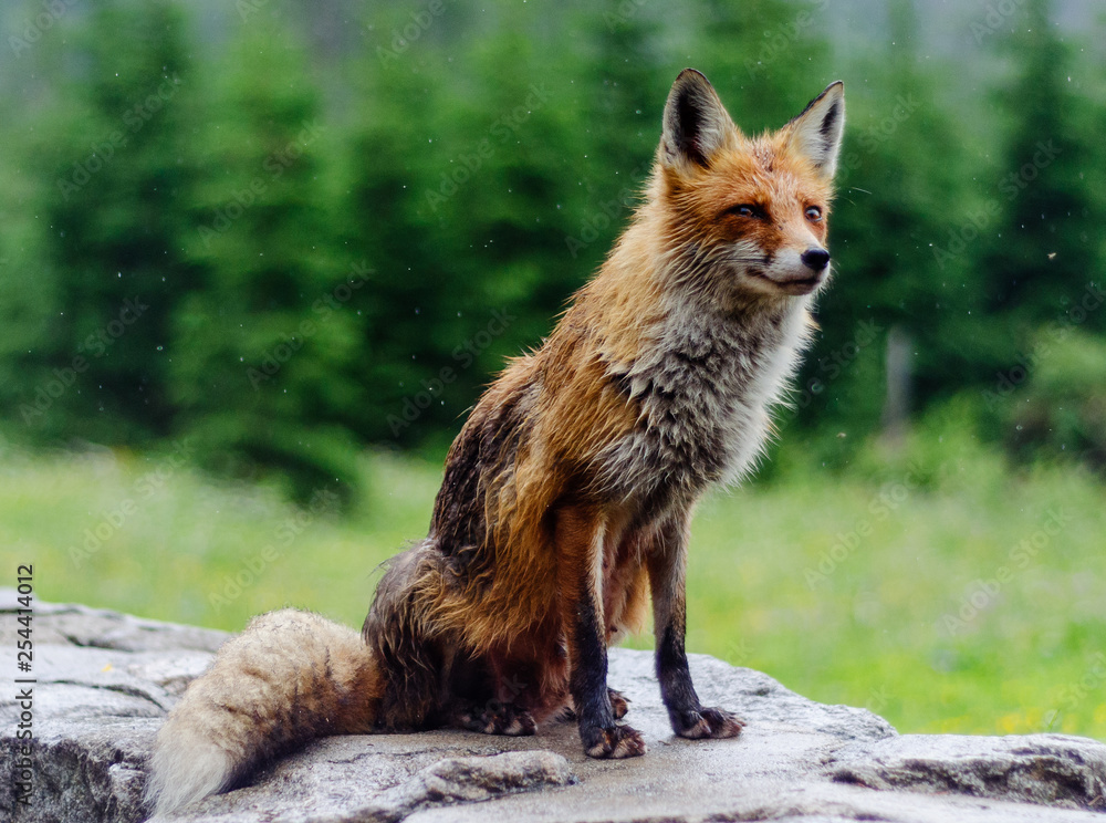 Fototapeta premium fox in the wild , fox portrait
