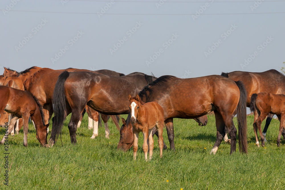 Fototapeta premium Horses on a first day of spring