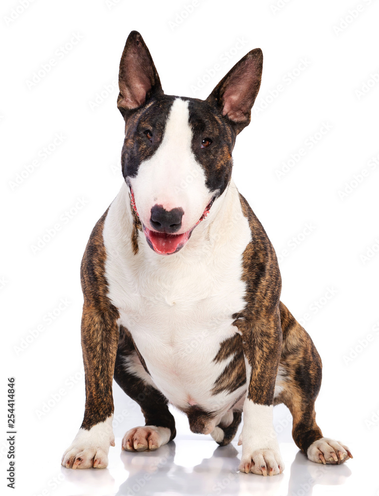 Bullterrier Dog  Isolated  on white Background in studio