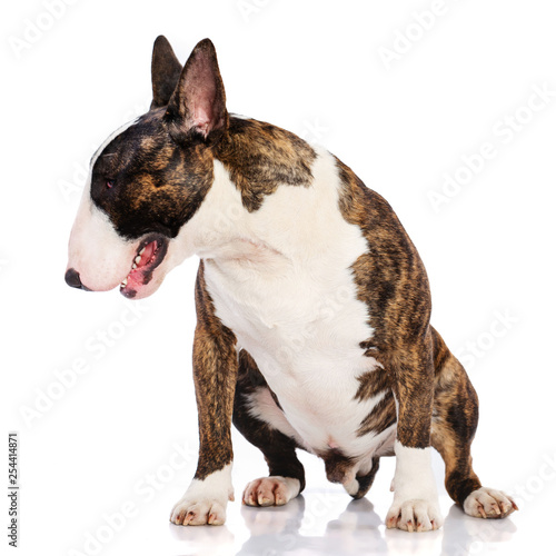 Bullterrier Dog Isolated on white Background in studio