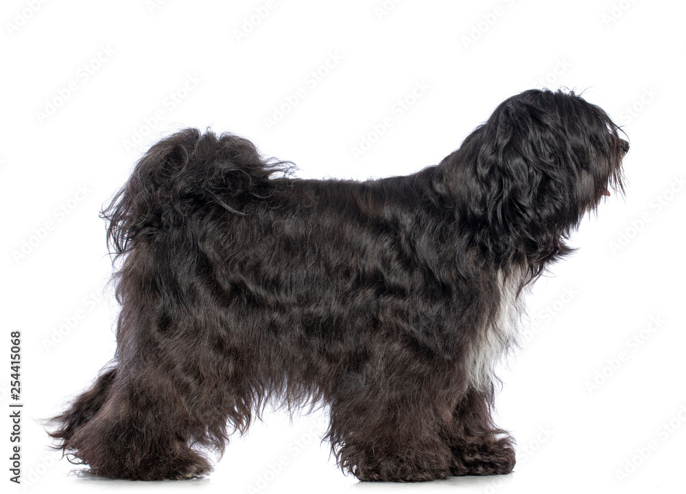 Tibetan Terrier Dog Isolated on White Background in studio Tibetan Terrier Dog Isolated on White Background in studio
