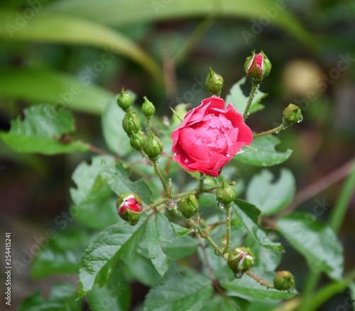 Rose flower in the snow