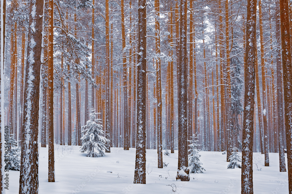 Winter forest landscape. Snow covered fir tree surrounded by pines. Winter forest landscape. Snow covered fir tree surrounded by pines.