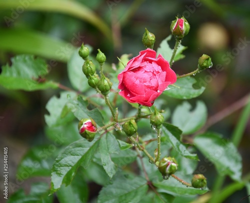 Blossom rose flower in the snow