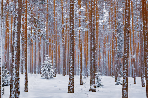 Winter forest landscape. Snow covered fir tree surrounded by pines.