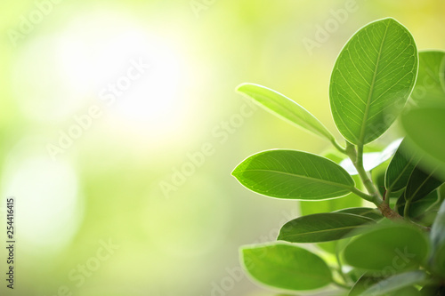 Closeup nature view of green leaf background under sunlight with copy space. Natural and fresh wallpaper concept