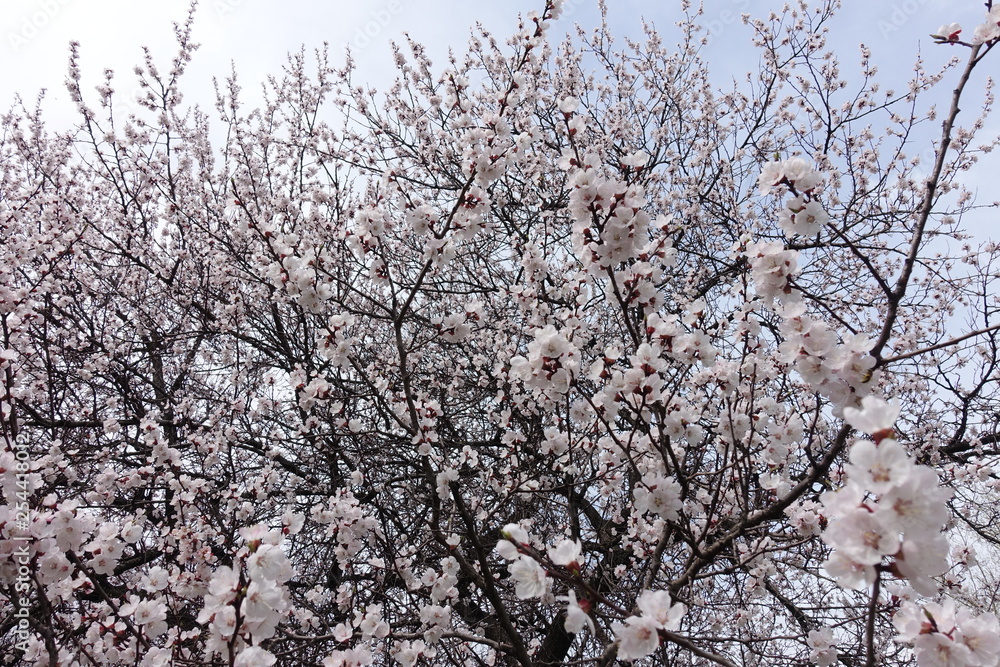 Lots of white flowers on branches of apricot tree in spring Lots of white flowers on branches of apricot tree in spring