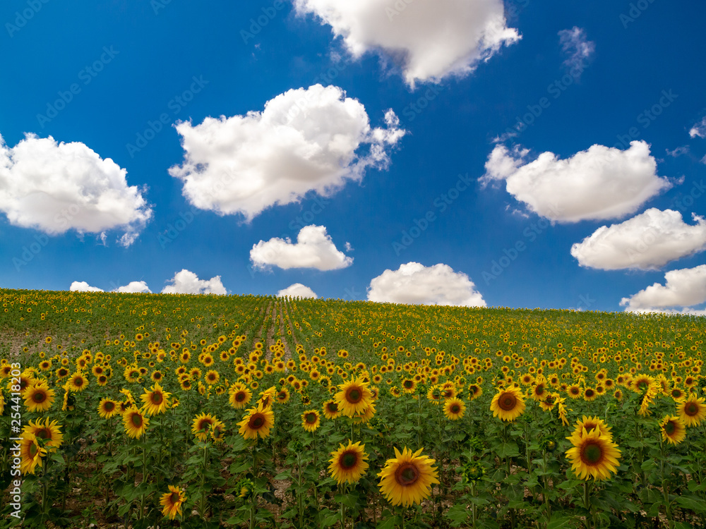 Obraz premium OLYMPUS DIGITAL CAMERA