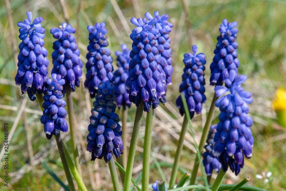 Arap sümbülü (Muscari), Hyacinthaceae Arap sümbülü (Muscari), Hyacinthaceae
