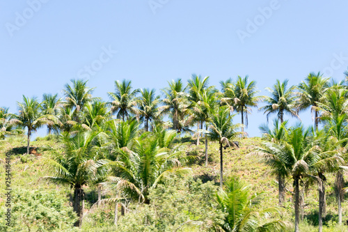 Wallpaper Mural Brazilian atlantic forest landscape in the Espirito Santo state during a road trip, palm trees everywhere Torontodigital.ca