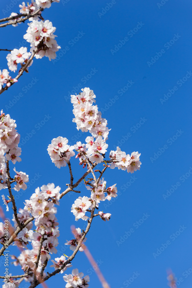 almond flowers blue sky spring season buds bees almond flowers blue sky spring season buds bees