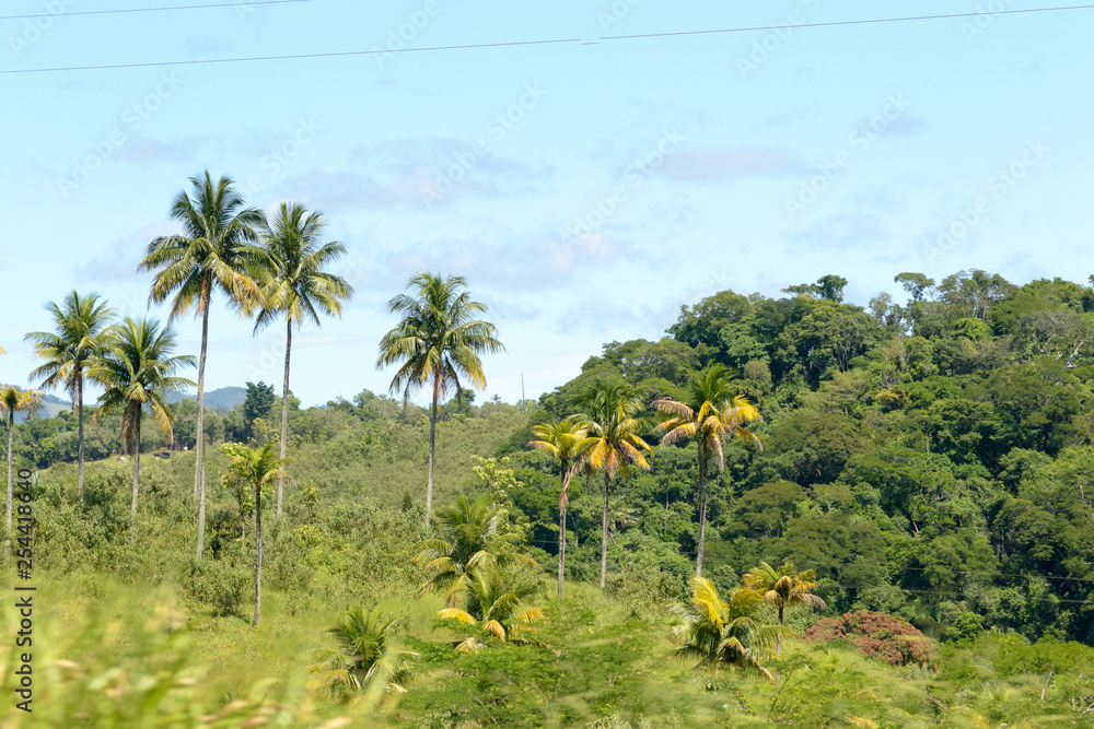 Naklejka premium Brazilian atlantic forest landscape in the Espirito Santo state during a road trip, palm trees everywhere